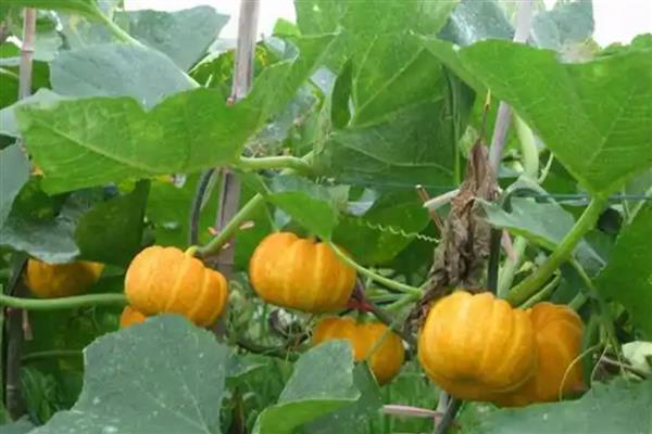 春季适合种植什么蔬菜，推荐油菜、茄子等