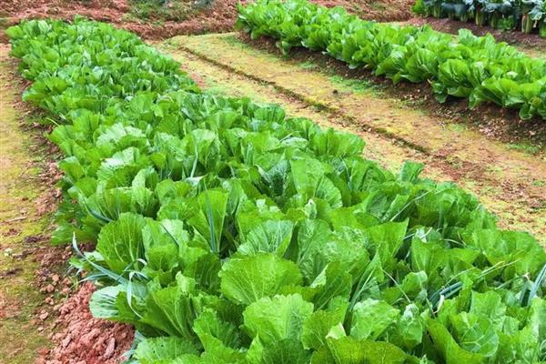 春季适合种植什么蔬菜，推荐油菜、茄子等