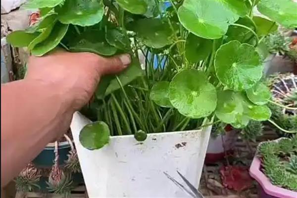 金钱草叶子发黄怎么处理，应及时进行修剪