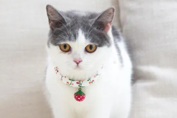 养猫不用买的东西，猫窝和衣服都不用买