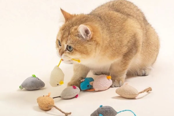 养猫不用买的东西，猫窝和衣服都不用买