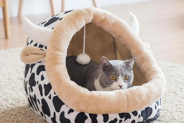 养猫不用买的东西，猫窝和衣服都不用买