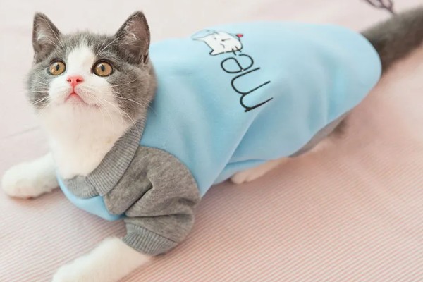 养猫不用买的东西，猫窝和衣服都不用买