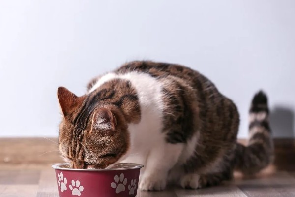 养猫不用买的东西，猫窝和衣服都不用买