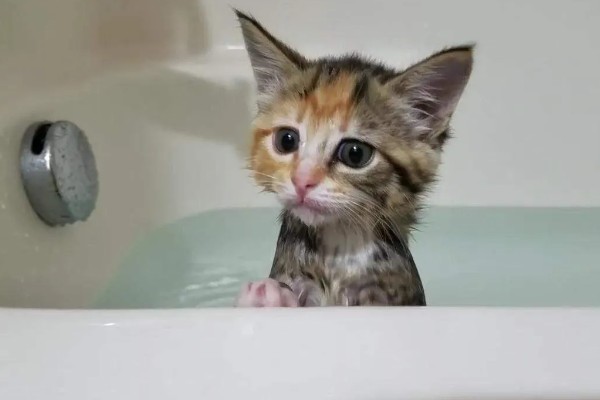养猫不用买的东西，猫窝和衣服都不用买