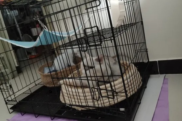 养猫不用买的东西，猫窝和衣服都不用买
