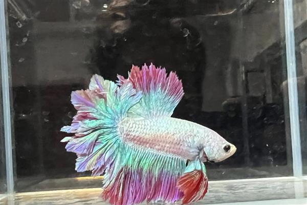 泰国斗鱼认主人吗，是可以认识主人的