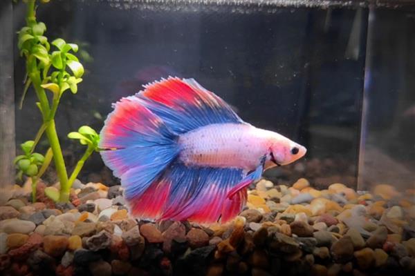 泰国斗鱼认主人吗，是可以认识主人的