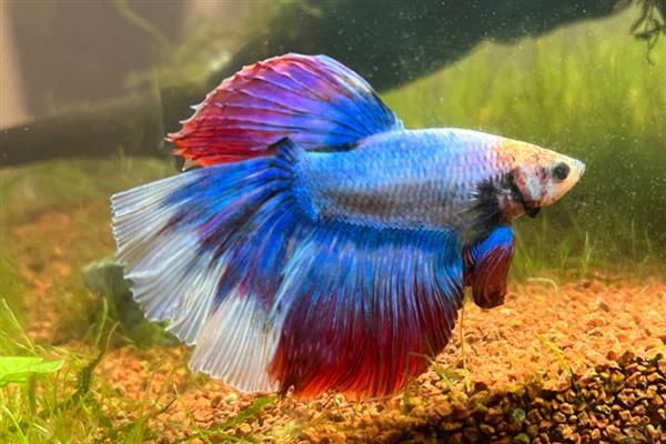 泰国斗鱼认主人吗，是可以认识主人的