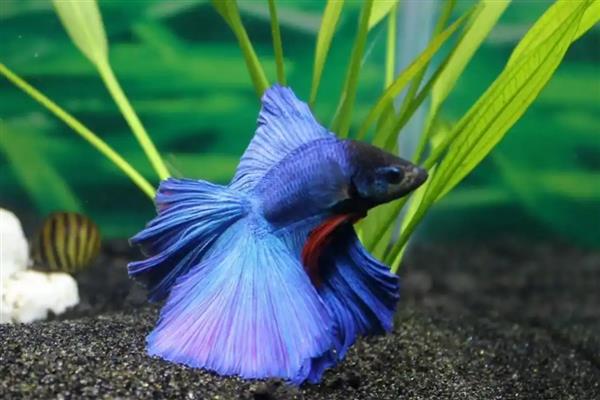 泰国斗鱼认主人吗，是可以认识主人的