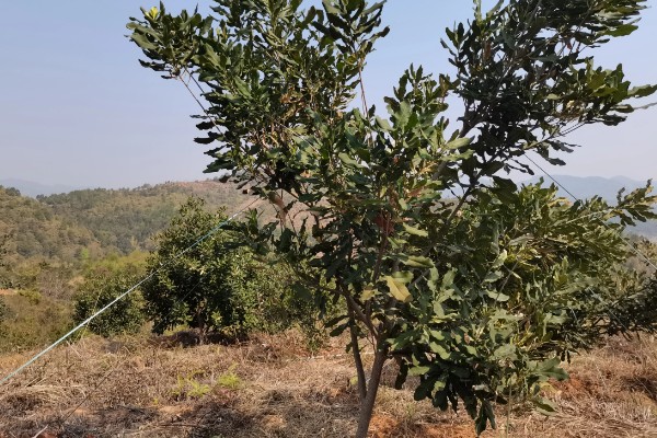澳洲坚果怎么种植，株行距保持在4×5米左右