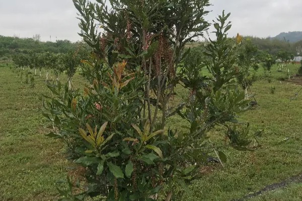 澳洲坚果怎么种植，株行距保持在4×5米左右