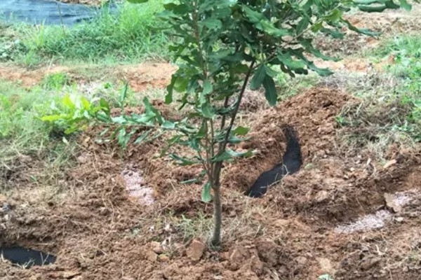 澳洲坚果怎么种植，株行距保持在4×5米左右