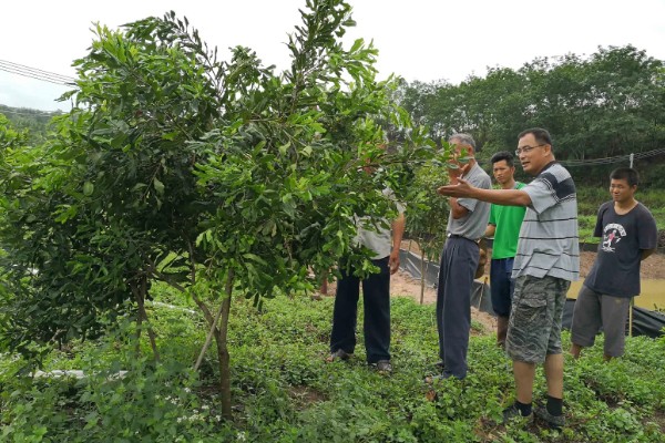 澳洲坚果怎么种植，株行距保持在4×5米左右
