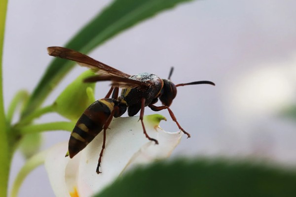 被马蜂蛰了能不能自愈,需根据马蜂的种类决定
