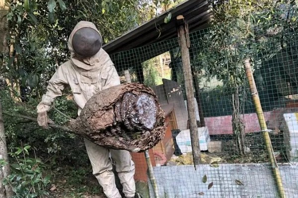 被马蜂蛰了能不能自愈,需根据马蜂的种类决定