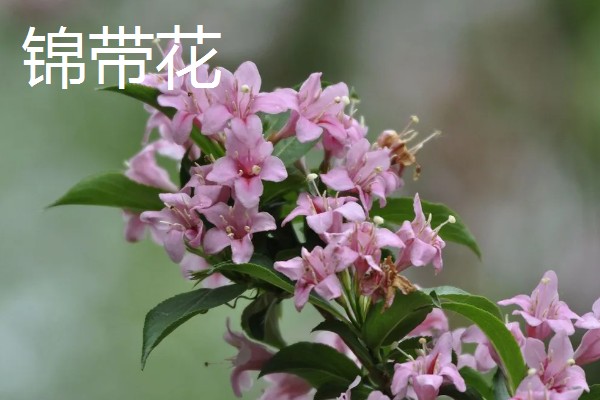 高考结束送什么花，推荐向日葵、百合花等
