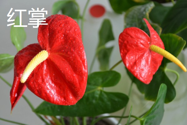 高考结束送什么花，推荐向日葵、百合花等