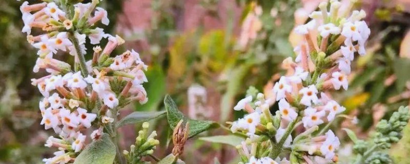 密蒙花如何种植，在秋季播种为佳