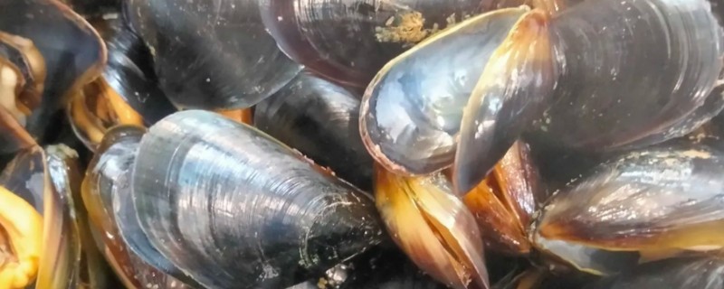 海虹的产地,原产地在日本北海道、南美洲等地
