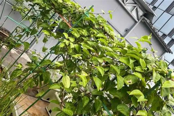 百香果不开花如何处理，缺少养分时应追施磷钾肥