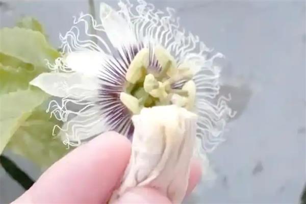 百香果不开花如何处理，缺少养分时应追施磷钾肥