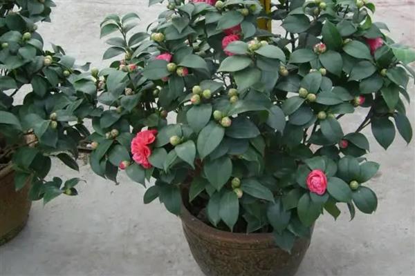 山茶花选什么盆种，应该选用泥盆