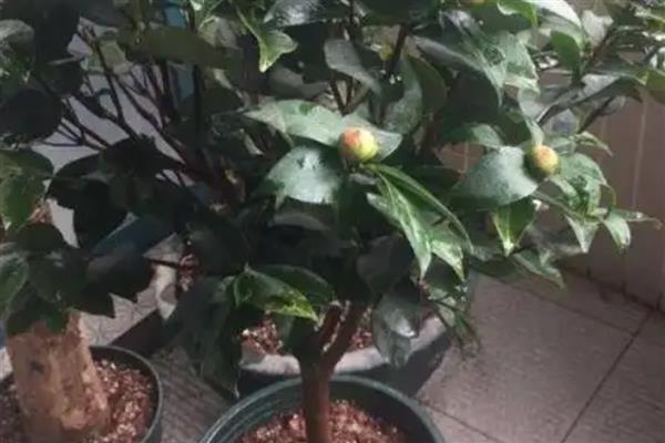 山茶花选什么盆种，应该选用泥盆