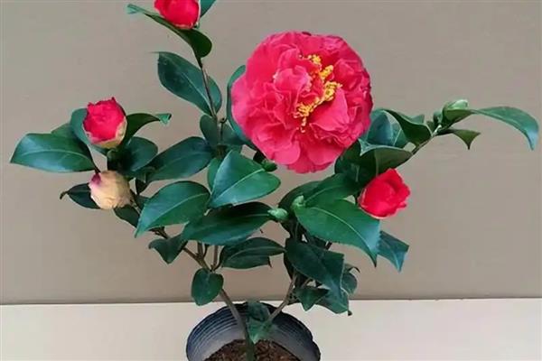 山茶花选什么盆种，应该选用泥盆