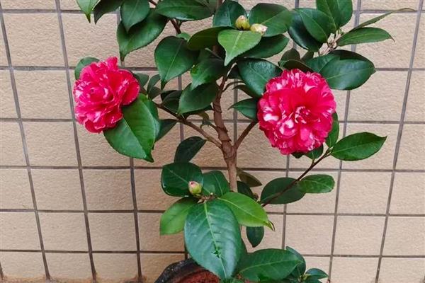 山茶花选什么盆种，应该选用泥盆
