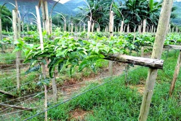 百香果不开花如何处理，缺少养分时应追施磷钾肥