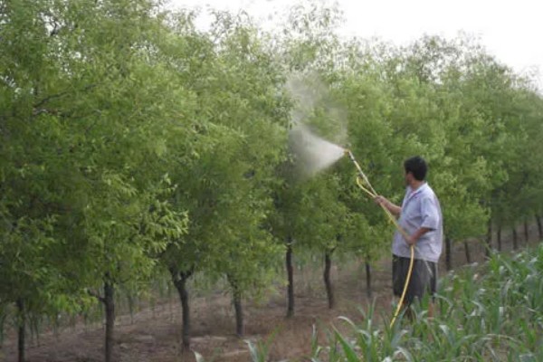 枣树的病害防治方法,不同病害的防治方法不同