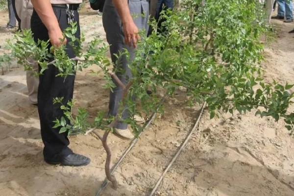 枣树的病害防治方法,不同病害的防治方法不同