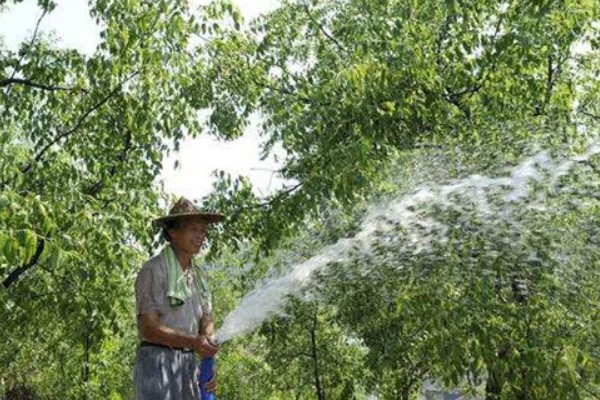 枣树的病害防治方法,不同病害的防治方法不同