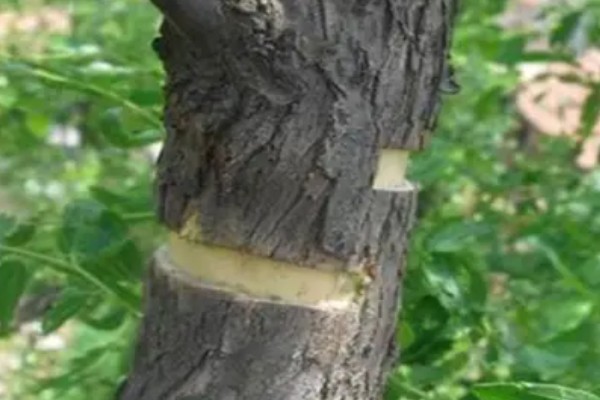 枣树的病害防治方法,不同病害的防治方法不同