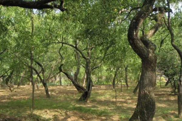 枣树的病害防治方法,不同病害的防治方法不同