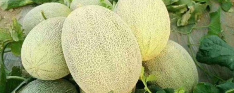 种哈密瓜的所需条件,适宜发芽温度为28-30℃