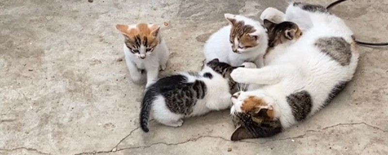 猫咪绝育后的注意事项，首先不要强迫它住在猫窝里