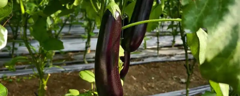 茄子叶片发黄的原因，主要是肥害、药害、缺素所致