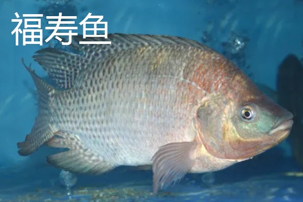尼罗罗非鱼的产地，原产尼罗河流域