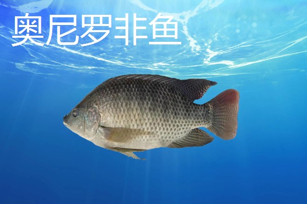 尼罗罗非鱼的产地，原产尼罗河流域