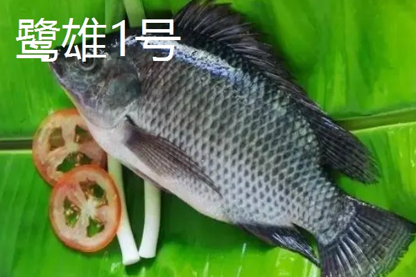 尼罗罗非鱼的产地，原产尼罗河流域