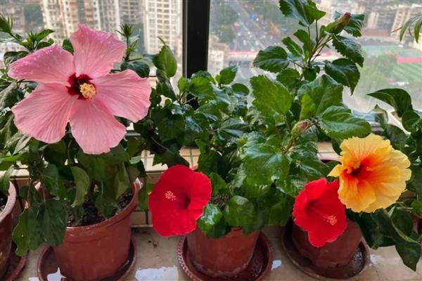 扶桑花是怎么结种子的，需要植物受精后才可以