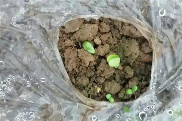 扶桑花是怎么结种子的，需要植物受精后才可以