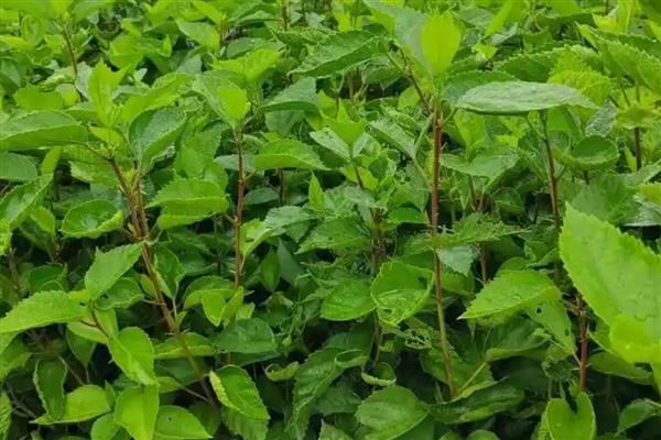 扶桑花是怎么结种子的，需要植物受精后才可以