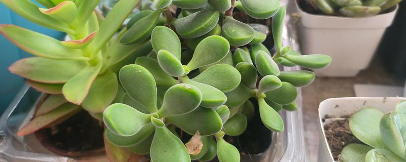 多肉底部叶子变软干瘪的解决方法，可少许多次的灌溉