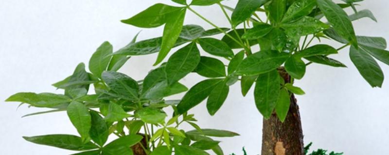 富贵树叶子发软下垂怎么处理，需要立刻为其修剪