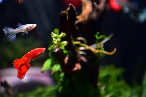 鱼生宝宝了要分开养吗，最好分开饲养
