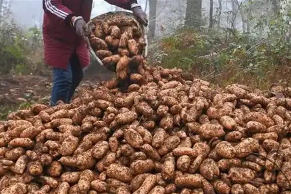 天麻的采收时间,11月至次年的3月份采收