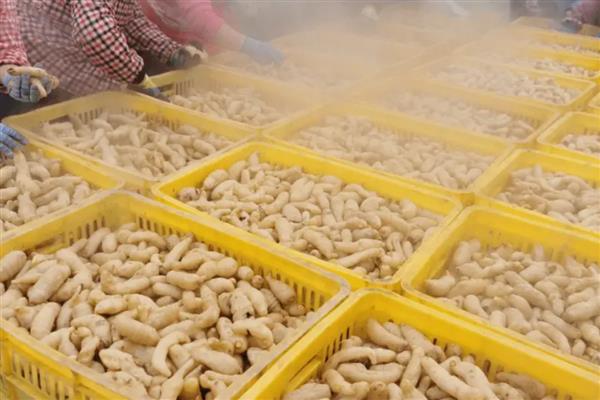 天麻的采收时间,11月至次年的3月份采收